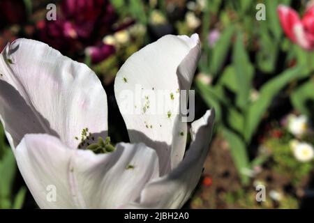 Pucerons verts sur fleur de tulipe blanche en fleur. Infestation d'insectes dans le concept de jardin Banque D'Images