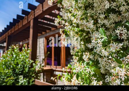 Jasminum officinale, jasmin commun, sur une véranda en bois Banque D'Images