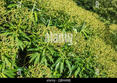 Euphorbia x pasteurii 'John Phillips' après la floraison, montrant des fruits ressemblant à des baies Banque D'Images