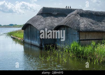 Canards assis sur le toit de chaume d'un hangar à bateaux à Hill Common, Hickling Broad, parc national Broads, Norfolk Banque D'Images