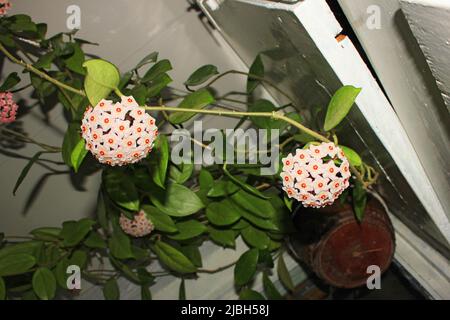 Belles fleurs de hoya dans la maison sous le plafond. Banque D'Images