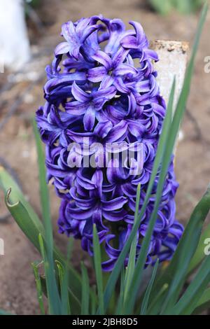 Jacinthe bleue soulignant l'étendue de sa couleur Banque D'Images