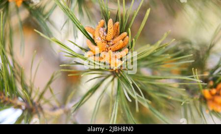 Germe d'un ananas d'un pin de pierre en Catalogne, Espagne, Europe Banque D'Images