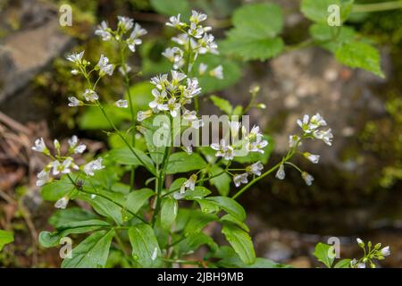 Cardamine amara, connue sous le nom de grande cresson amère, est une espèce de plante à fleurs de la famille des Brassicaceae. Banque D'Images