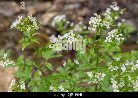 Cardamine amara, connue sous le nom de grande cresson amère, est une espèce de plante à fleurs de la famille des Brassicaceae. Banque D'Images