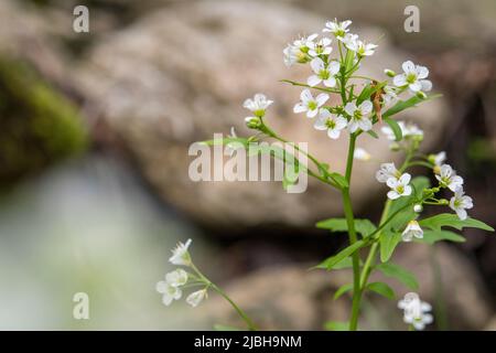 Cardamine amara, connue sous le nom de grande cresson amère, est une espèce de plante à fleurs de la famille des Brassicaceae. Banque D'Images