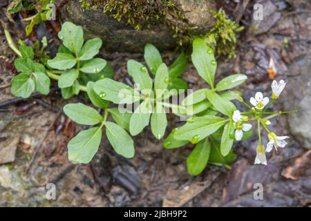 Cardamine amara, connue sous le nom de grande cresson amère, est une espèce de plante à fleurs de la famille des Brassicaceae. Banque D'Images