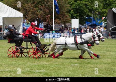 Après avoir été annulé en 2020 et 2021 le Suffolk Show retourne à Ipswich pour 2022. La finale du scurry à double harnais a lieu dans le Grand Ring Banque D'Images