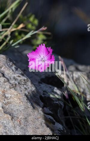 Rose cheddar (Dianthus gratianopolitanus) Floraison gorge de Cheddar Somerset GB UK Mai 2022 Banque D'Images