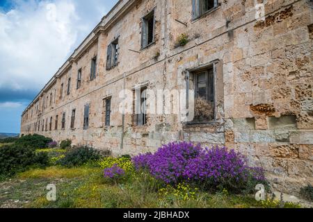 Matthiola incana, ses noms communs incluent le stock Brompton, le stock commun, le stock de bonnières, le stock de dix semaines et le gilly-flower. Banque D'Images