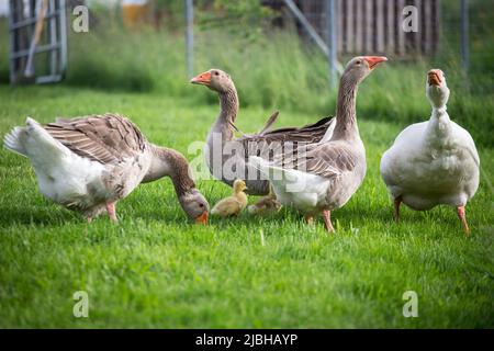 La famille des oies de la race 'Österreichische Landgans', une espèce autrichienne en voie de disparition Banque D'Images