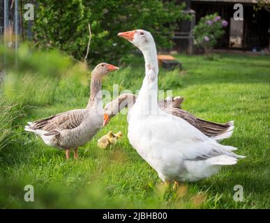 La famille des oies de la race 'Österreichische Landgans', une espèce autrichienne en voie de disparition Banque D'Images