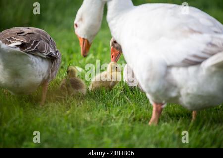 La famille des oies de la race 'Österreichische Landgans', une espèce autrichienne en voie de disparition Banque D'Images