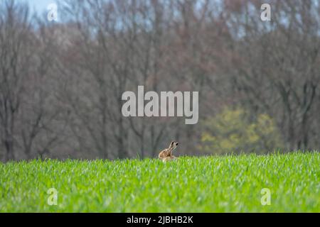 lièvre brun sauvage assis dans l'herbe dans un animal de prairie avec de longues oreilles avec des bouts noirs distinctifs Banque D'Images