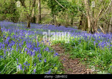 Sentier à travers un tapis de cloches dans les bois anglais Banque D'Images