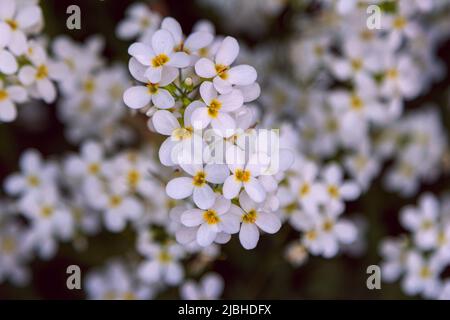 Gros plan belle fleur Arabis caucasica, jardin arabis ou montagne rock cresson fleurs blanches, croissant sur la prairie Banque D'Images