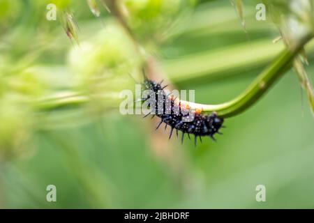 La grande chenille noire avec des points blancs, des tentacules noirs et des pieds orange est la belle grande larve du paon papillon manger des feuilles et de l'herbe Banque D'Images