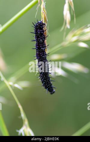 La grande chenille noire avec des points blancs, des tentacules noirs et des pieds orange est la belle grande larve du paon papillon manger des feuilles et de l'herbe Banque D'Images