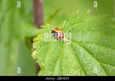 Le nouveau coccinelle éperdante sur une feuille verte comme passer de la larve au coccinelle avec des points noirs sur ses ailes rouges montrent le nouveau nain chanceux talisman Banque D'Images