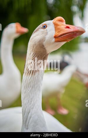 Goose tête portrait Banque D'Images