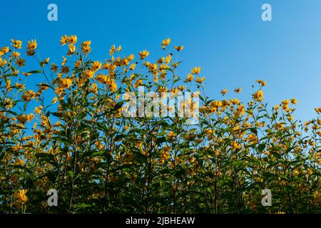 Toppinambur, Erdäpfler Blüte vor blauem Himmel hintergrund