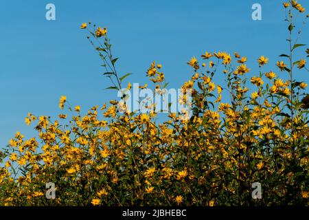 Toppinambur, Erdäpfler Blüte vor blauem Himmel hintergrund