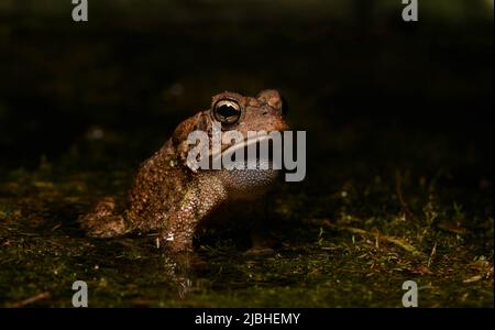 Une publicité mâle adulte de Southern Toad (Anaxyrus terrestris) appelant à un étang de reproduction dans le comté de Walton, Floride, États-Unis. Banque D'Images