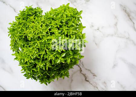 Pot de basilic appelé manjerico, une plante traditionnelle de saints populaires portugais sur fond de marbre. Vue de dessus avec espace de copie Banque D'Images
