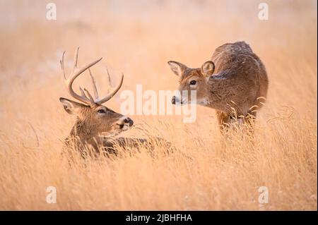 Un doe de Whitetail s'approche d'un gros buck dans une prairie enneigée. Le buck a toujours ses bois et regarde en arrière vers le doe. Banque D'Images