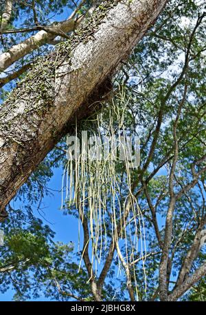 Le cactus Mistletoe (Rhipsalis baccifera) sur le tronc de l'arbre Banque D'Images