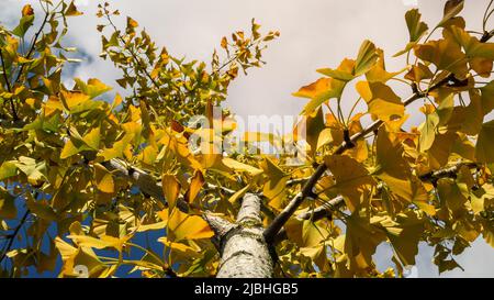 Gros plan sur les feuilles jaunes de Ginkgo Biloba.Départ frais et vibrant de l'arbre Yin Xing.Arrière-plan naturel du feuillage.L'arbre de maidenhair originaire de Chine a Banque D'Images