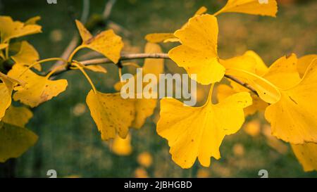 Gros plan sur les feuilles jaunes de Ginkgo Biloba.Départ frais et vibrant de l'arbre Yin Xing.Arrière-plan naturel du feuillage.L'arbre de maidenhair originaire de Chine a Banque D'Images