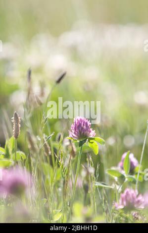 Trèfle rouge (trifolium pratense) qui fleurisse dans un pré en plein soleil de la fin de l'après-midi. Banque D'Images