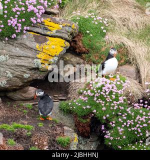 Puffin oiseau sur la falaise à Handa Island, petite île près de Scourie dans Sutherland sur la côte nord-ouest de l'Écosse Royaume-Uni. Banque D'Images