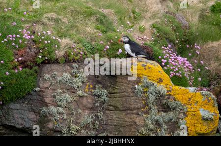 Puffin oiseau sur la falaise à Handa Island, petite île près de Scourie dans Sutherland sur la côte nord-ouest de l'Écosse Royaume-Uni. Banque D'Images