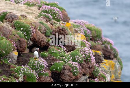 Puffin oiseau sur la falaise à Handa Island, petite île près de Scourie dans Sutherland sur la côte nord-ouest de l'Écosse Royaume-Uni. Banque D'Images