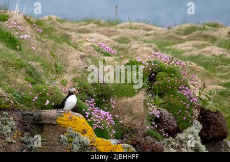 Puffin oiseau sur la falaise à Handa Island, petite île près de Scourie dans Sutherland sur la côte nord-ouest de l'Écosse Royaume-Uni. Banque D'Images