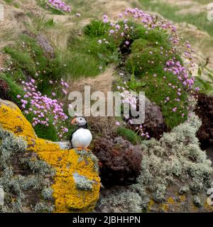 Puffin oiseau sur la falaise à Handa Island, petite île près de Scourie dans Sutherland sur la côte nord-ouest de l'Écosse Royaume-Uni. Banque D'Images