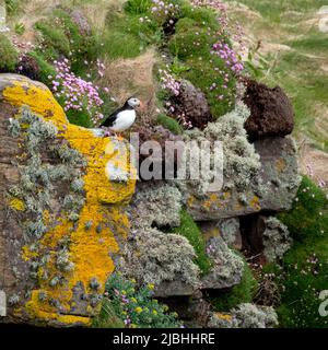 Puffin oiseau sur la falaise à Handa Island, petite île près de Scourie dans Sutherland sur la côte nord-ouest de l'Écosse Royaume-Uni. Banque D'Images