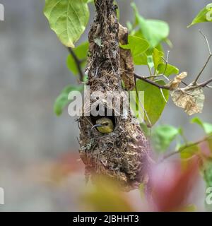 le colibri asiatique incube ses œufs dans le nid Banque D'Images