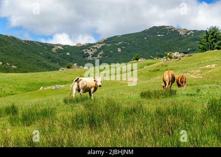 Vaches paissant tranquillement dans le champ de haute montagne, Guadarrama Madrid. Banque D'Images