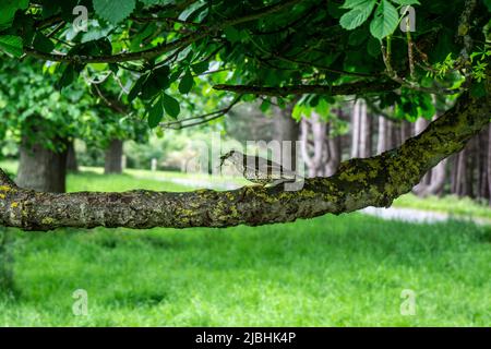 Un oiseau de Thrush de Mhistle, turdus visciphorus, debout sur une branche d'arbre couverte de lichen avec un ver dans sa bouche. Banque D'Images