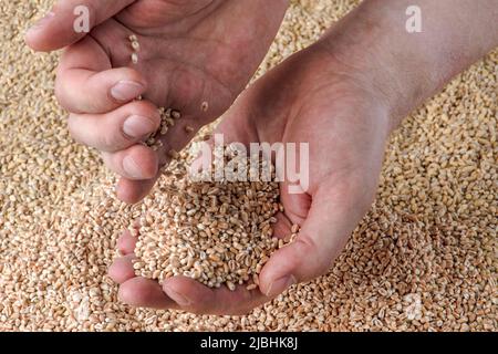 Crise du blé, manque de céréales et de cultures. Grains de blé dans la main, contre le fond du grenier. Le concept de la crise alimentaire mondiale Banque D'Images