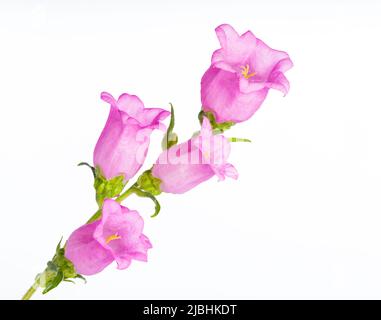 Gros plan du milieu Campanula rose. Canterbury cloches fleurs isolé fond blanc. Elle représente la gratitude, la foi et la constance. Banque D'Images