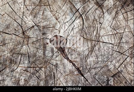 Texture de coupe de scie avec des anneaux annuels et des fissures. Le vieux moignon d'arbre comme arrière-plan Banque D'Images