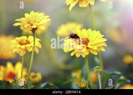 Fleurs d'échinacée jaune en pleine floraison, et bourdons collectant le nectar. Banque D'Images