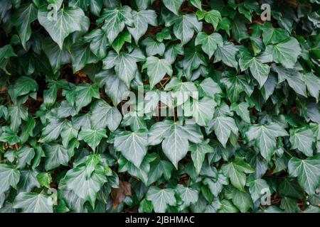 L'escalade naturelle de plantes de lierre sur le mur, feuilles de feuillage vert poussant sur le mur naturel ou haie comme jardin vertical, conception écologique c Banque D'Images