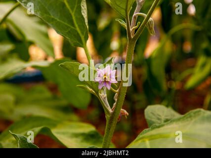 Mise au point sélective. Fleur d'aubergine unique. Aubergine ou fleur d'aubergine dans la plante. Gros plan. Banque D'Images