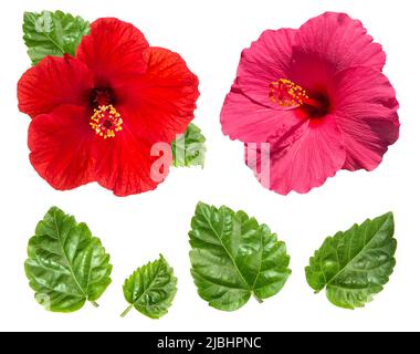 Tête de fleur d'hibiscus et feuilles vertes isolées sur fond blanc. Fleur rose rouge Banque D'Images