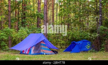 Tentes touristiques bleues dans une forêt de pins. Activités de plein air en été. Randonnée, voyage, camp touristique Banque D'Images